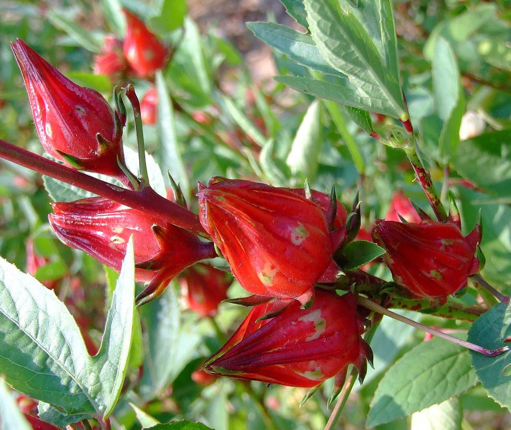 hibiscus sabdariffa